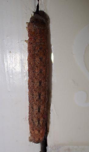 Réf. 298 028 : Mniotype sp.